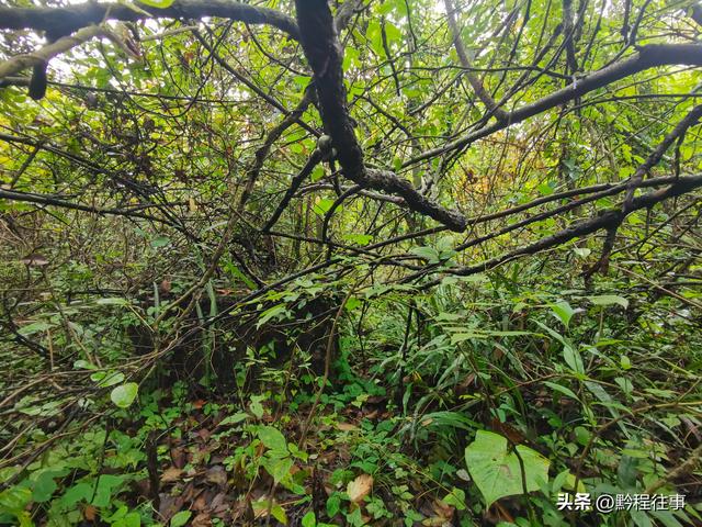 探寻龙眼山古寺遗址，一次最为艰难的野外探险之旅