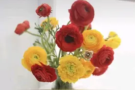 六上语文第二单元每课知识点图片