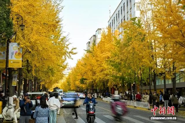 昆明街头“金色大片”已上线！你打卡了吗？