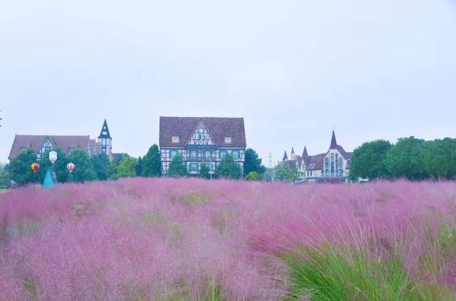 粉粉粉粉粉粉紫紫紫紫紫紫！金堂这里，好漂亮……