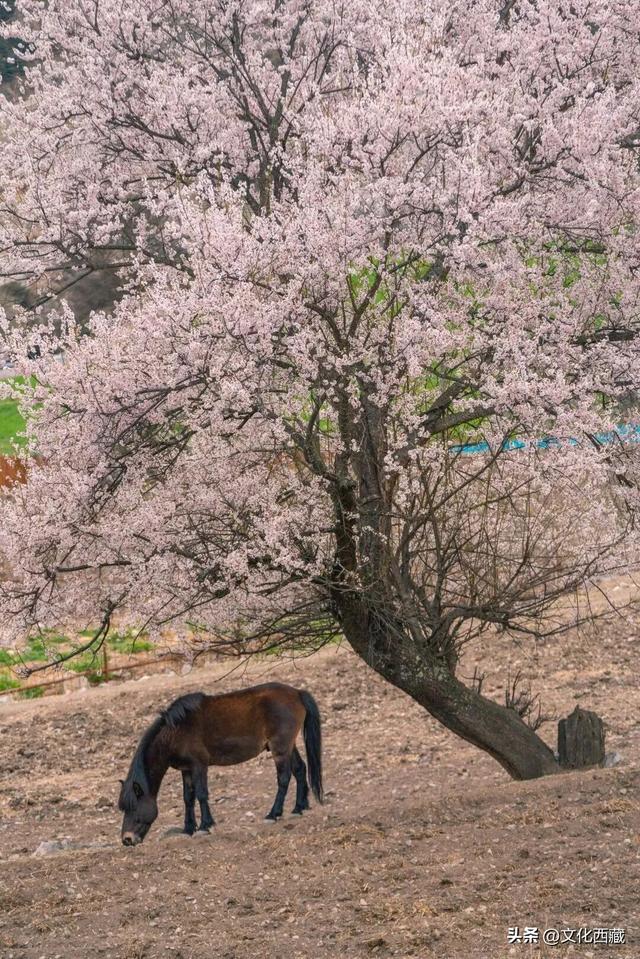 《西藏组画·牧羊人》卖出1.61亿！而你的西藏旅行是无价的！