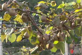 金秋时节 宿迁本地红心猕猴桃、苹果迎来采收季图片