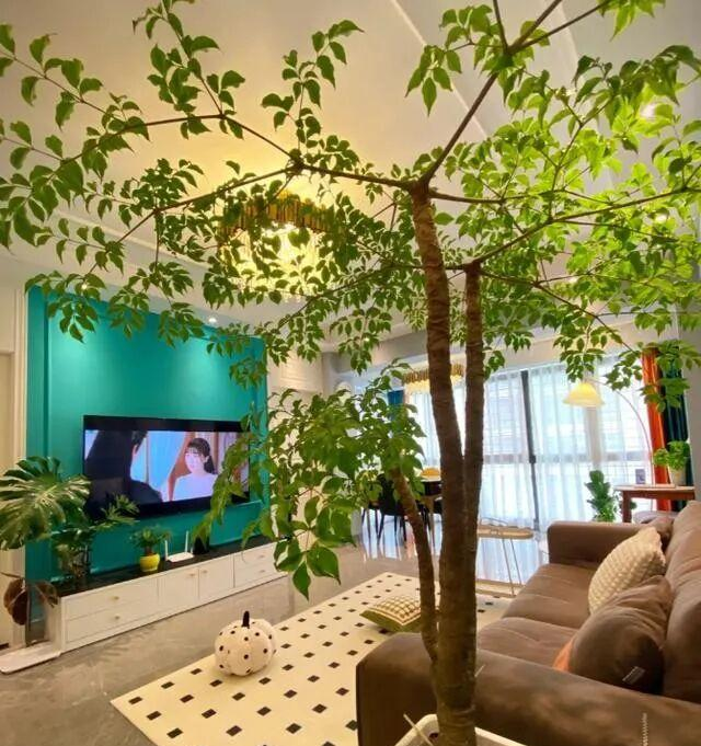河北一太太，因在“客厅种大树”走红，好壮观，妥妥的视觉盛宴
