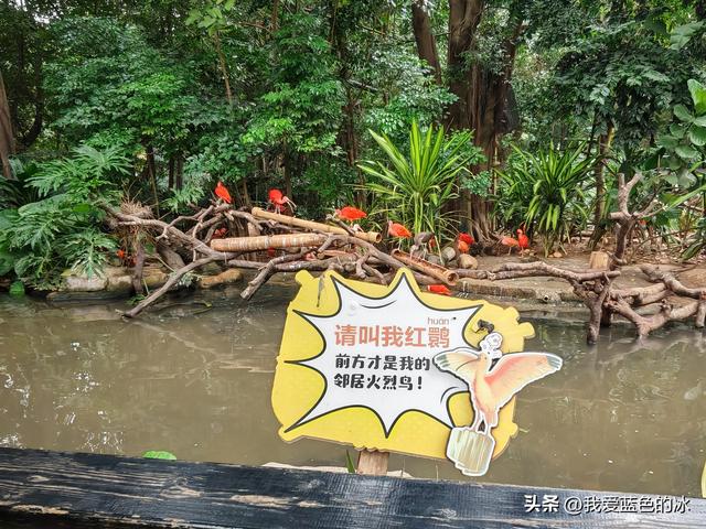 参观广州长隆野生动物园，全程感觉眼累手累腿不累