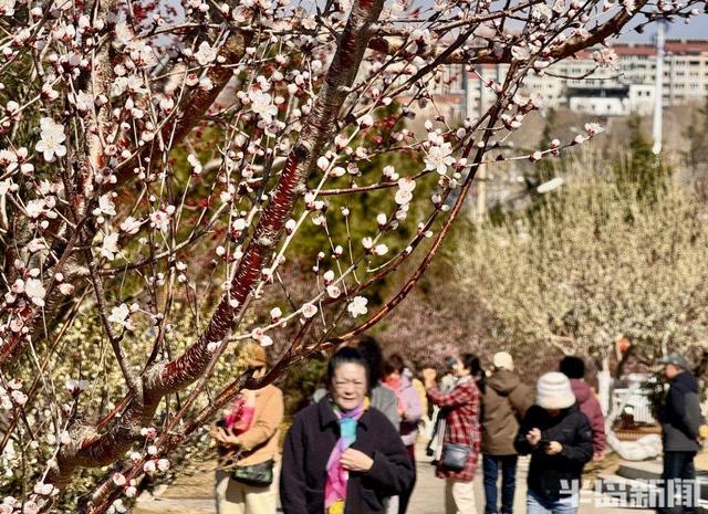 踏雪寻梅正当时！青岛梅花节3月13日启幕，非遗市集+美食等你来！