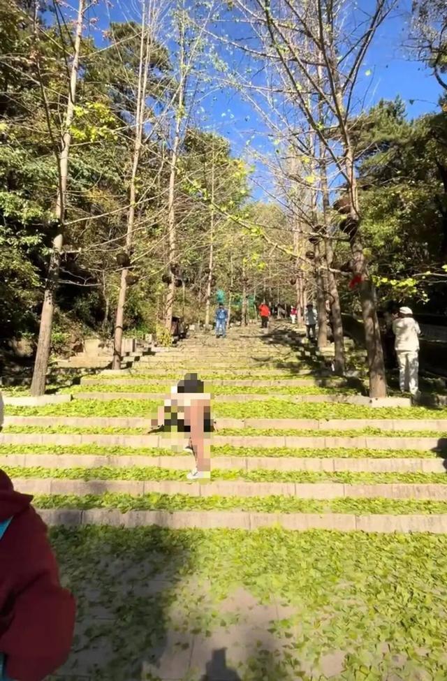 东北多地银杏叶“未黄先落”，市民难觅“满城尽是黄金叶”美景，园林工程师：气候反常是主因