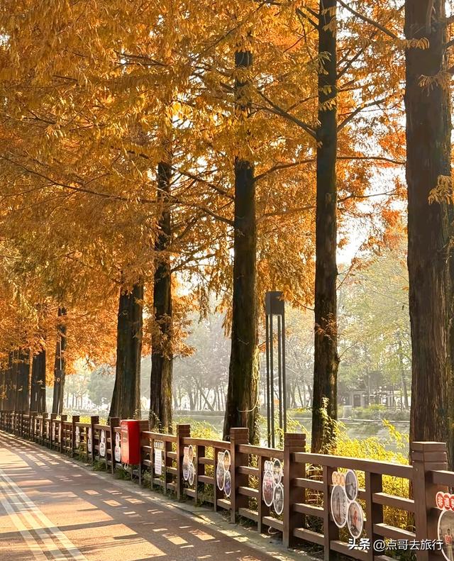 免费！成都府河上的水杉红惊艳来袭，地铁公交车直达！