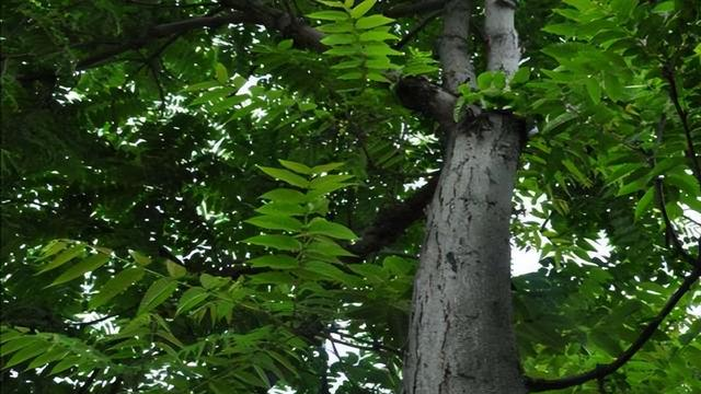 俗语“坟不栽三	，宅不栽四	”，分别指的是什么？有道理吗