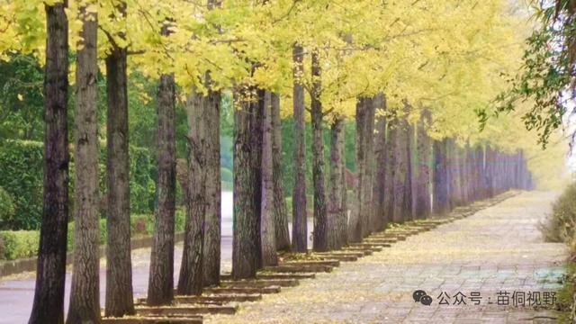 黄平旧州古镇银杏迎来最佳观赏期