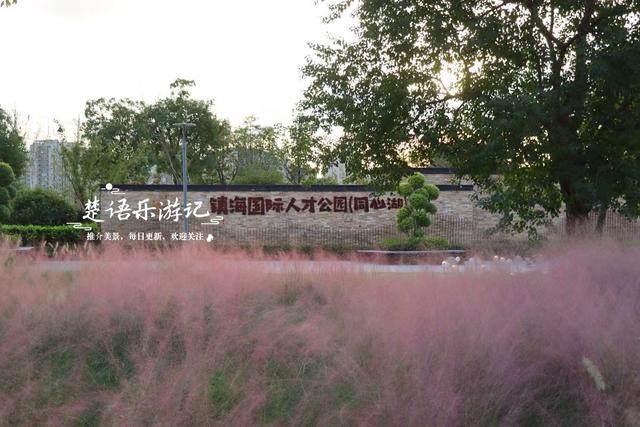 宁波镇海又发现一处粉黛园，临湖而居景色更秀丽，周边美景更多