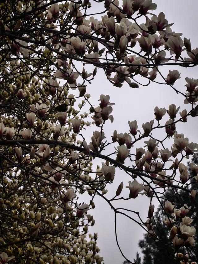 烟雨润玉兰，泉城赴春约——济南百花公园玉兰大道迎来最佳观赏期