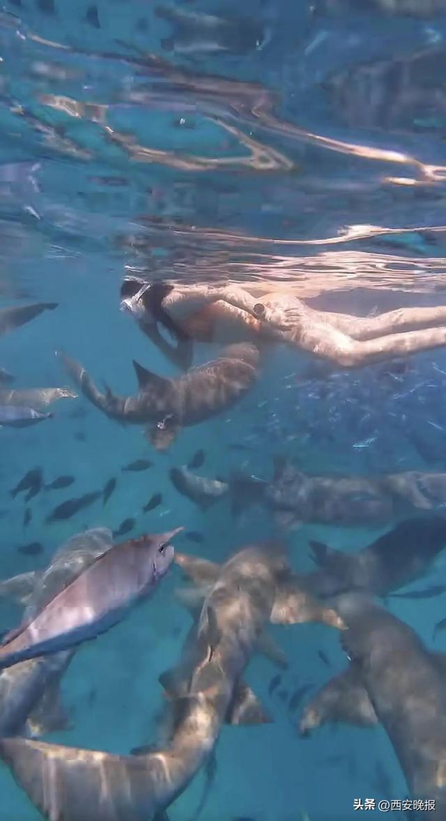 女子生理期潜水与鲨鱼群拍照时遭咬伤，被质疑“起号”炒作，当事人回应