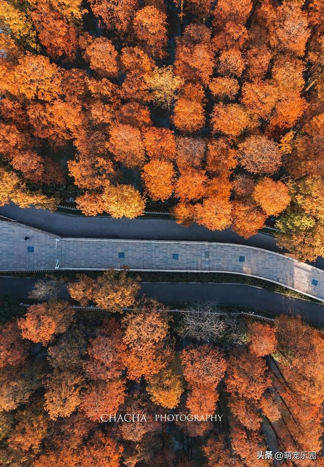 武汉秋日漫步，芦苇摇摆梧桐金黄，这些美景让人流连忘返