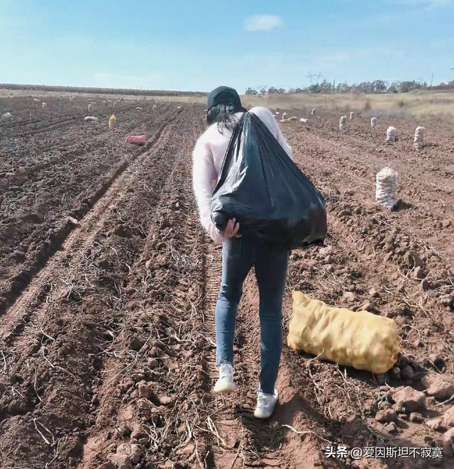 捡板栗被讹300？内蒙古直接甩出土豆山：捡！捡到你不好意思！