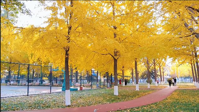 肥城秋冬的童话，收到了吗～满满诗意，满满爱！