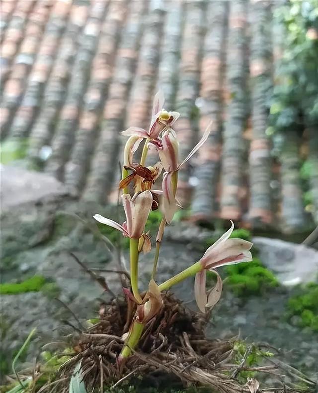 一年仅出现几天！24年四川首次发现“隐身”植物，遇见堪比中彩票