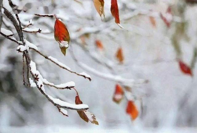 今年最冷时间表公布了，什么时候最冷？2026年春节冷不冷？长见识