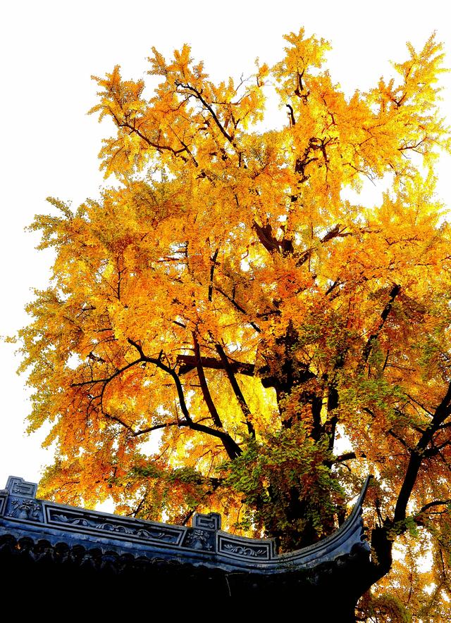 红枫银杏里,读懂惠山古镇的秋冬