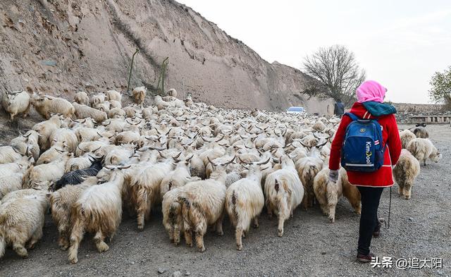 初冬，古城迎来西行客