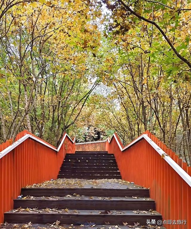 成都这4个彩林会爆火，既壮观又唯美，全部免费，地铁公交直达！