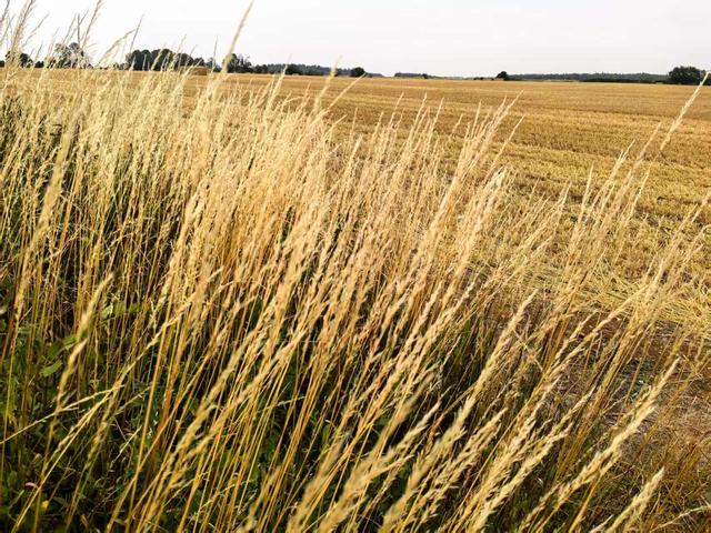 2025年夏季英国游记（完结篇）：走进英国温莎城堡