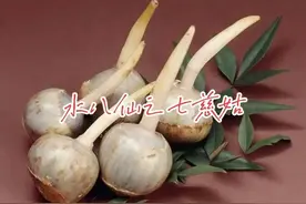 慈姑别名茨菰，稻田常见水生害草，是古老的蔬菜，如今少有人吃了图片