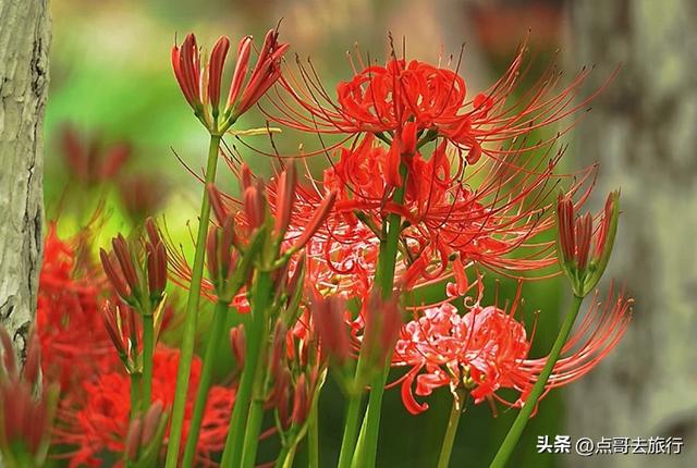 成都市区彼岸花，花开成海，不要门票，地铁公交直达！