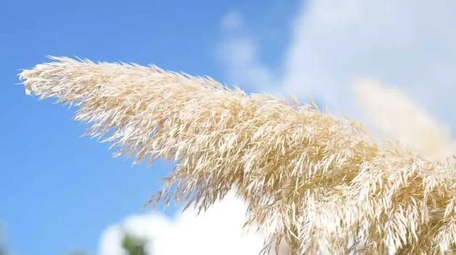 滇池的秋色太撩人！7个 “限定打卡地”，快收藏