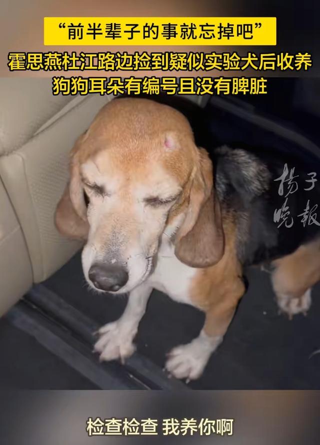 霍思燕携爱犬参加国际比赛获得全场总冠军，杜江自豪发文