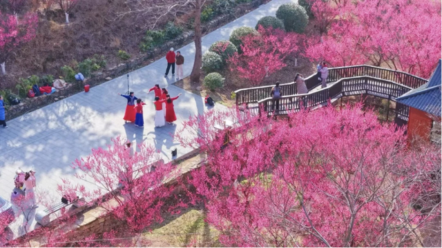 花果山景区：梅花绽放春意浓 踏青赏景正当时