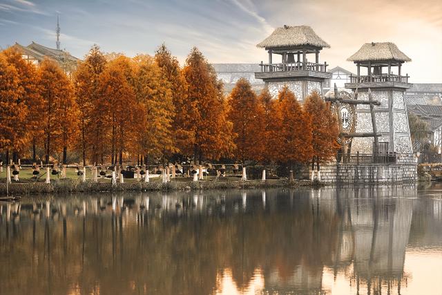 “植愈力”满分！金坛茅山秋冬植物大赏~