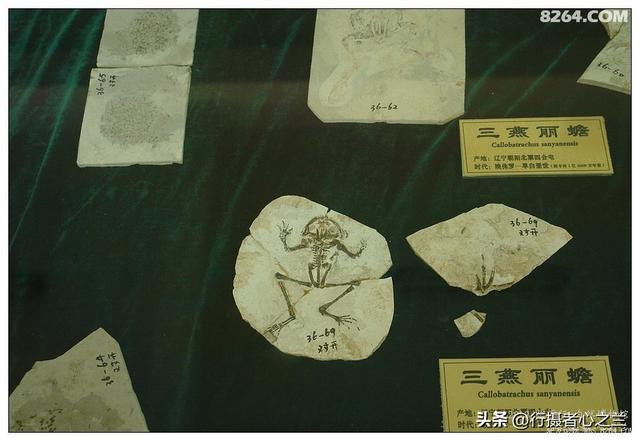 山东行游影记（36）—平邑天宇自然博物馆（十一）