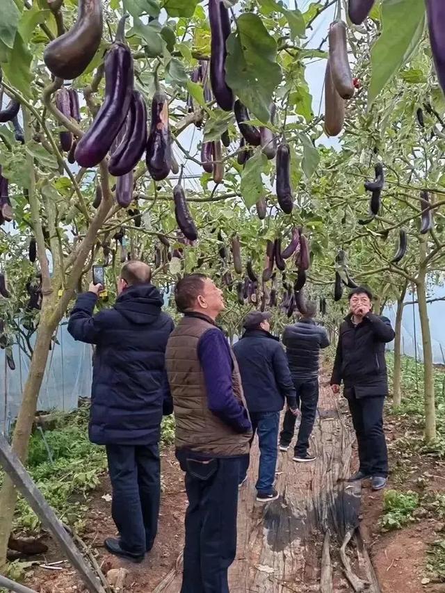 天呐！福建大叔竟把茄子养成树，一棵年产百斤！这操作也太神了吧