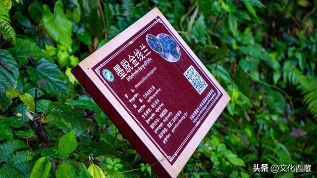 这个中国最后一个通公路的县城！凭什么成为无数人的此生必去？