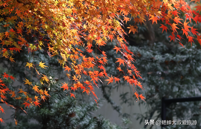 这个杭州公园不得了，被美人填满，拥有绝美枫景，已成浪漫打卡地