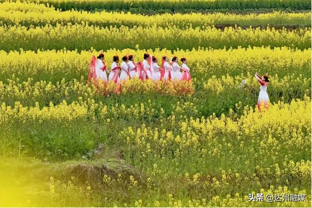 花海赴春光，金浪满通川！金石梯田万亩油菜花海邀你共赴春约