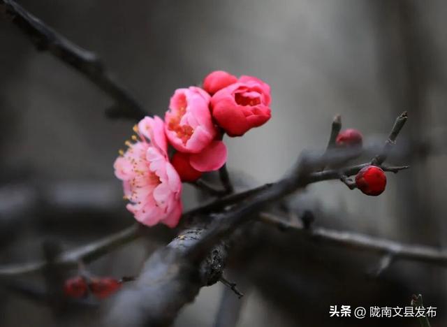 冬日“梅”景，真美！