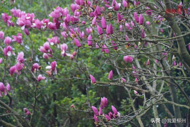 “玉”见春天，“桃”醉其中！柳州园博园花事正当时→