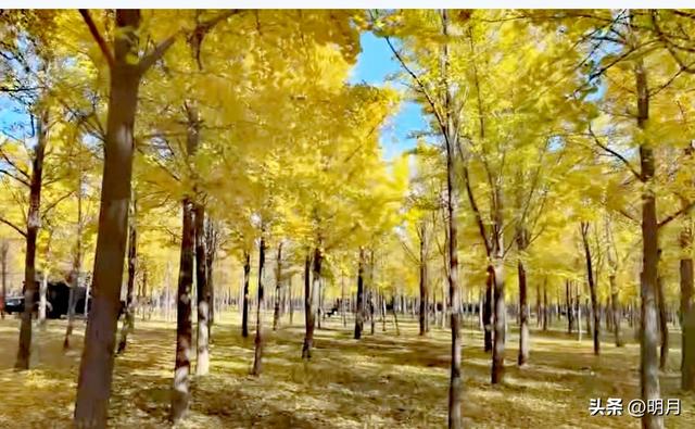 分享你最快捷去黄河千亩银杏林的路线