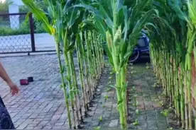 女子因在“砖头缝”里“种菜”走红，茄子、辣椒都有，几乎不买菜图片