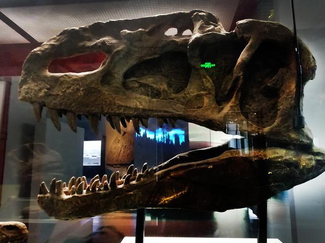 带着孙女去旅行（171）参观云南省博物馆