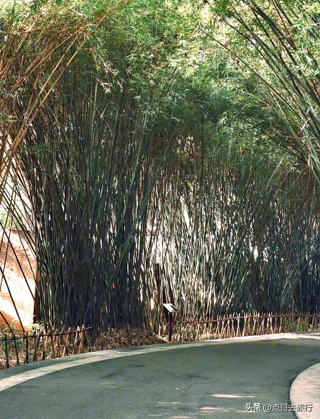 跟着法国总统游成都，24小时内去了哪些景点？成都真的太美了！