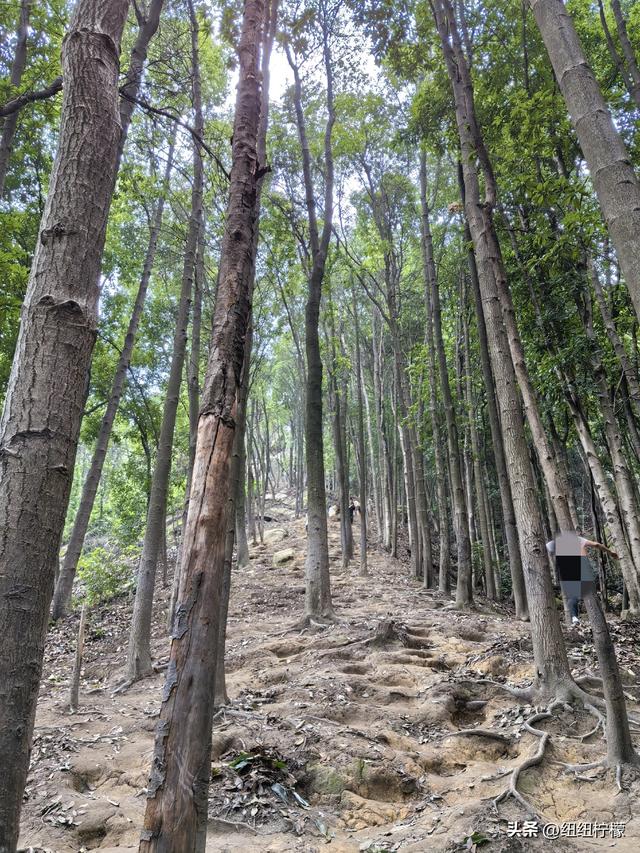 爬山，要量力而行，安全第一，爬歌乐山911更需如此