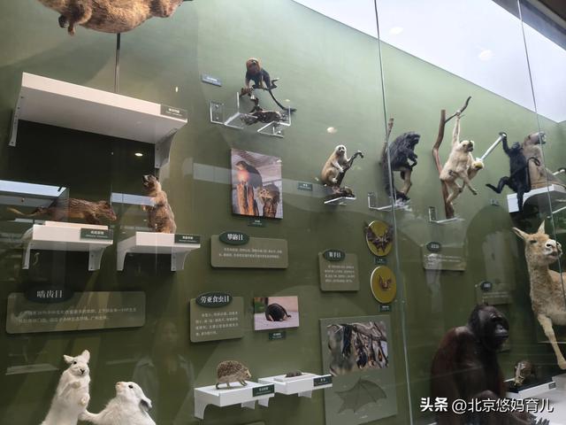 第一次去国家自然博物馆，水族馆和恐龙乐园是8岁孩子的最爱