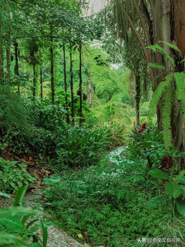 北回归线上的绿宝石：西双版纳的暖冬秘境