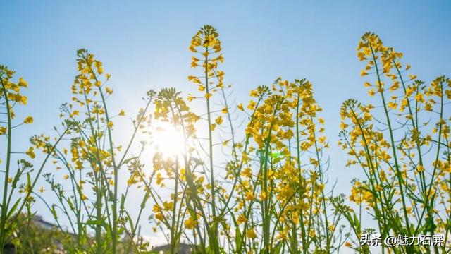 不等春风 石屏宝秀限量配色已上线