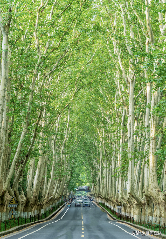 南京C位秋色！陵园路灵谷寺梧桐进入全盛期，错过又等一年