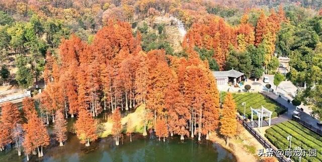 走进蔡甸九真山，池杉变色如调色盘，城市烦躁瞬间消解