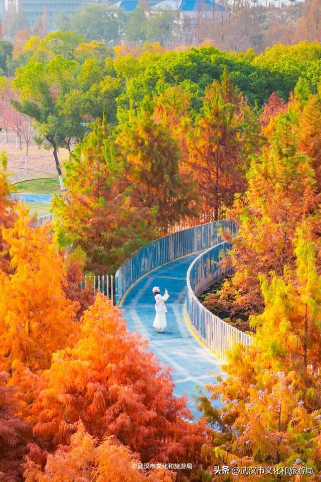 武汉这片杉树林，喀纳斯啊你！