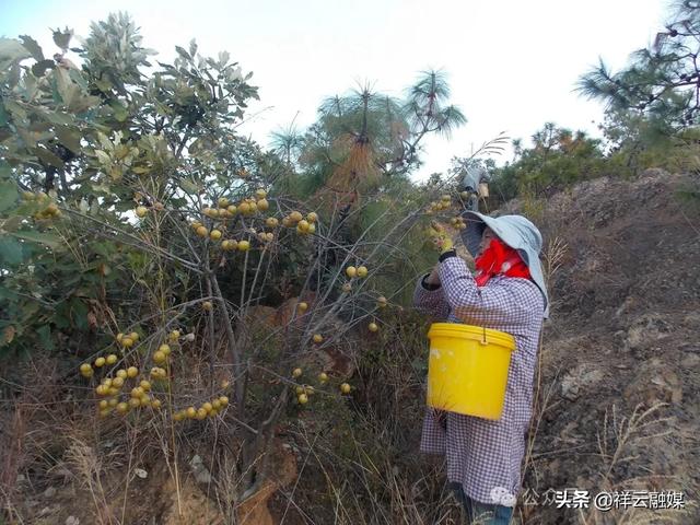 旅居祥云 | 米甸镇:橄榄好吃回味甜